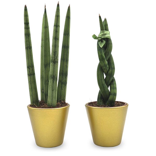 Cachepot Dourado com Lança de São Jorge (Pequena)