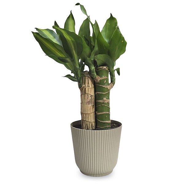 Planta Dracaena Fragrans com Cachepot Milan (Pau D'água)