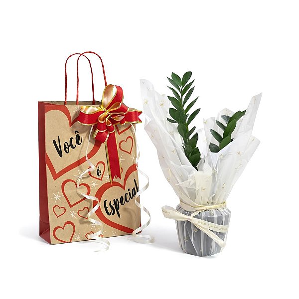 Kit Presente com Planta Zamioculca (Planta da Fortuna)