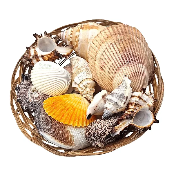 Cestinha de Conchas e Caracóis do Mar (Grande)