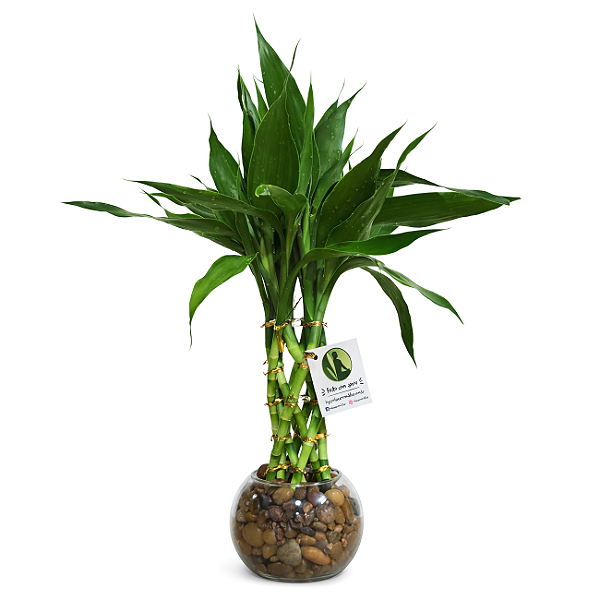 Mini Torre de Bambu da Sorte com Vaso em Vidro (35cm)