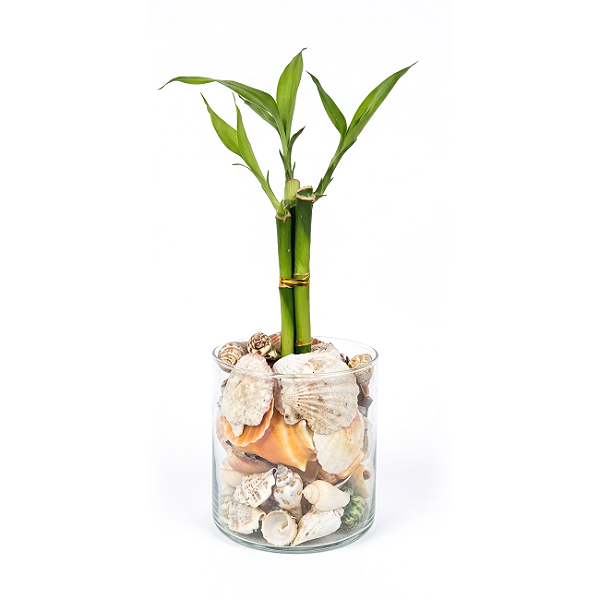 Vaso com Bambu da Sorte em Vidro Conchas, Praia e Mar (3 Hastes)