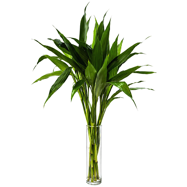 Vaso Cilíndrico em Vidro com Bambu da Sorte (Pequeno)