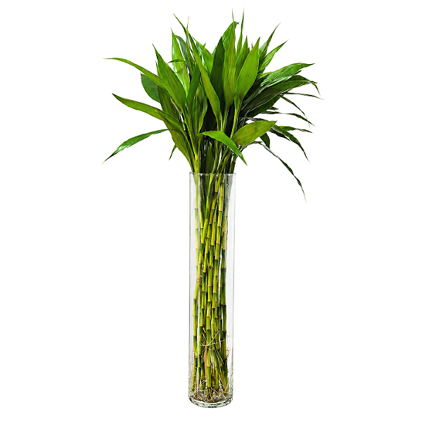 Vaso Cilíndrico em Vidro com Bambu da Sorte (Extra Grande)