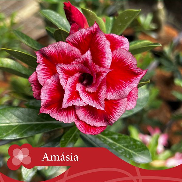 Amásia - Enxerto Rosa do Deserto