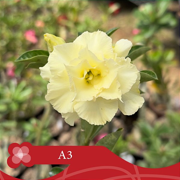 A3 - Enxerto Rosa do Deserto