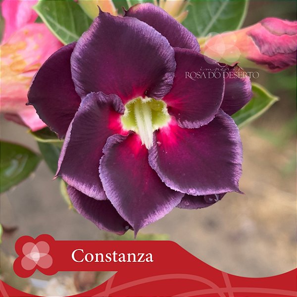 Constanza - Enxerto Rosa Do Deserto
