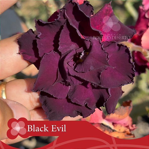 Black Evil - Enxerto Rosa do Deserto