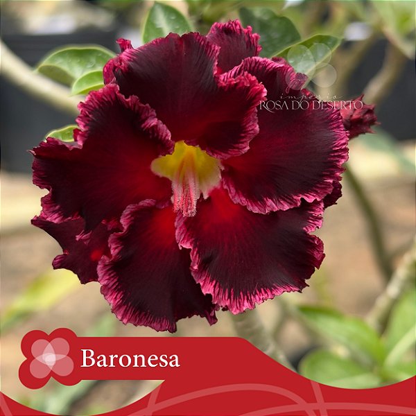 Baronesa - Enxerto Rosa do Deserto
