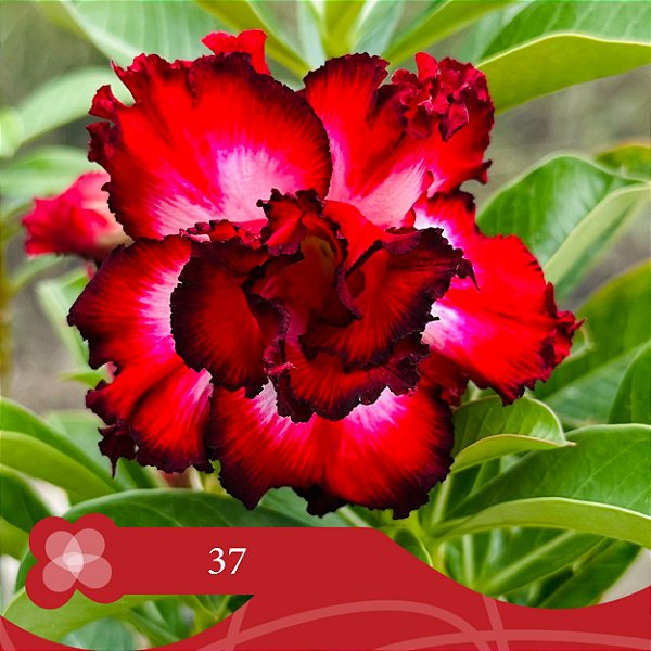 37 - Enxerto Rosa do Deserto