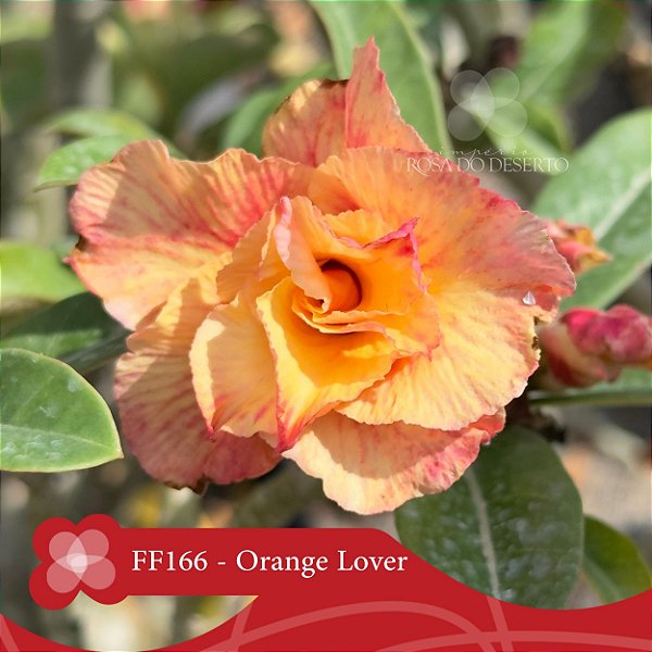 FF166 Orange Lover - Enxerto Rosa do Deserto