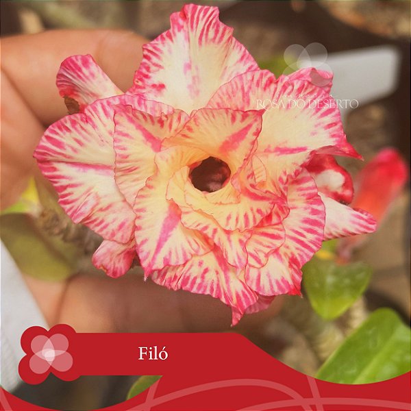 Filó - Enxerto Rosa do Deserto