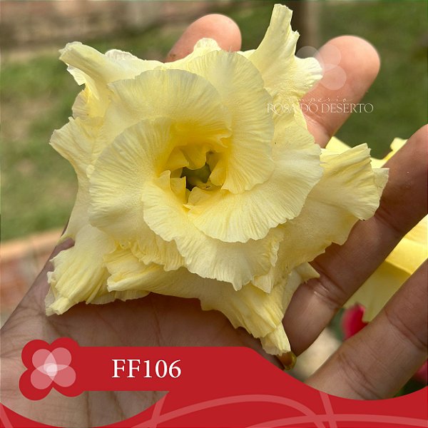 FF106 - Enxerto Rosa do Deserto