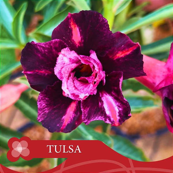 Tulsa - Enxerto Rosa do Deserto