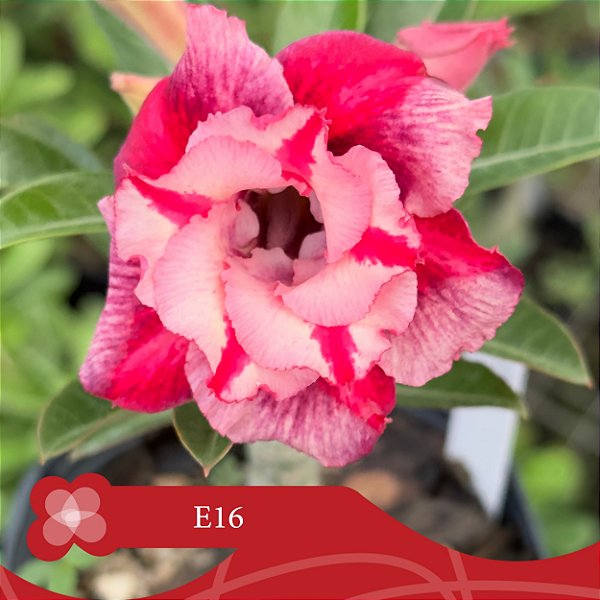 E16 - Enxerto Rosa do Deserto