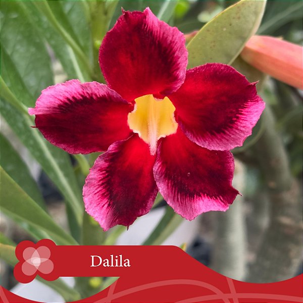 Dalila - Enxerto Rosa do Deserto