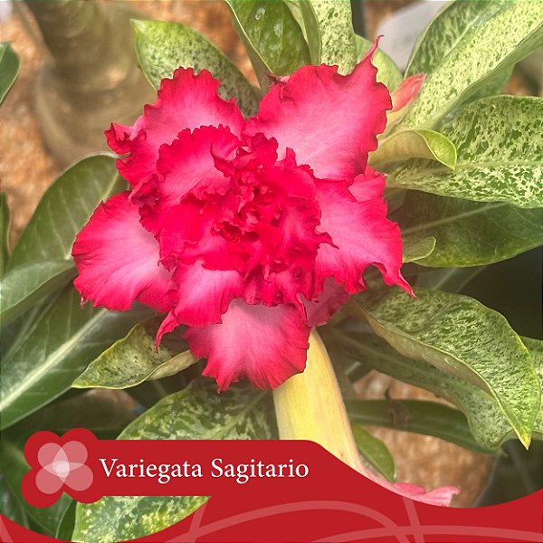 Variegata Sagitário - Enxerto Rosa do Deserto