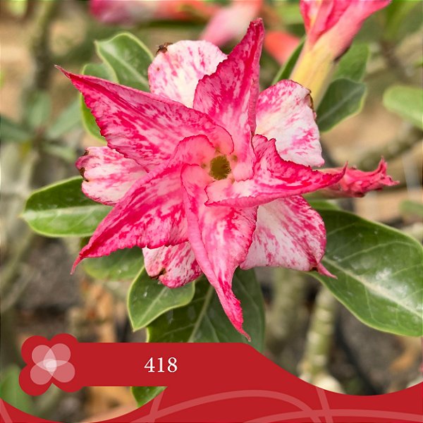 418 - Enxerto Rosa do Deserto
