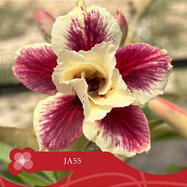 JA55 -  Enxerto Rosa do Deserto