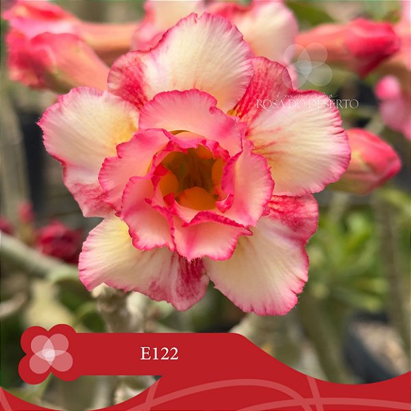 E122 - Enxerto Rosa do Deserto