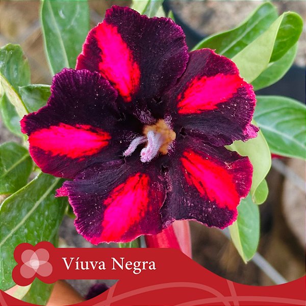Viúva Negra - Enxerto Rosa do Deserto