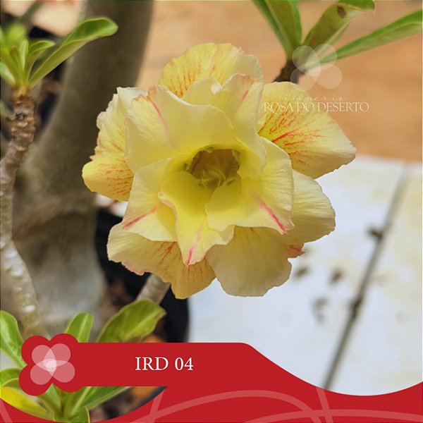 IRD 04 Perfumada - Enxerto Rosa do Deserto