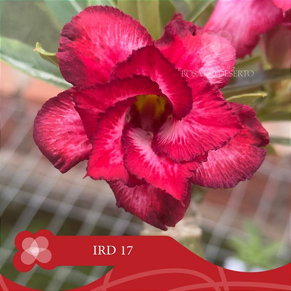 IRD 17 - Enxerto Rosa do Deserto