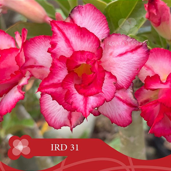 IRD 31 - Enxerto Rosa do Deserto
