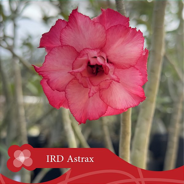 IRD Astrax - Enxerto Rosa do Deserto