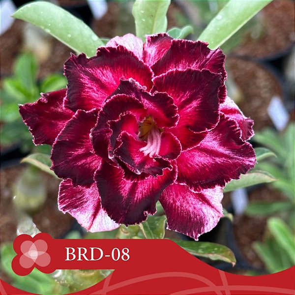 BRD-08 - Enxerto Rosa do Deserto