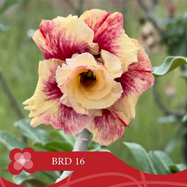 BRD-16 - Enxerto Rosa do Deserto