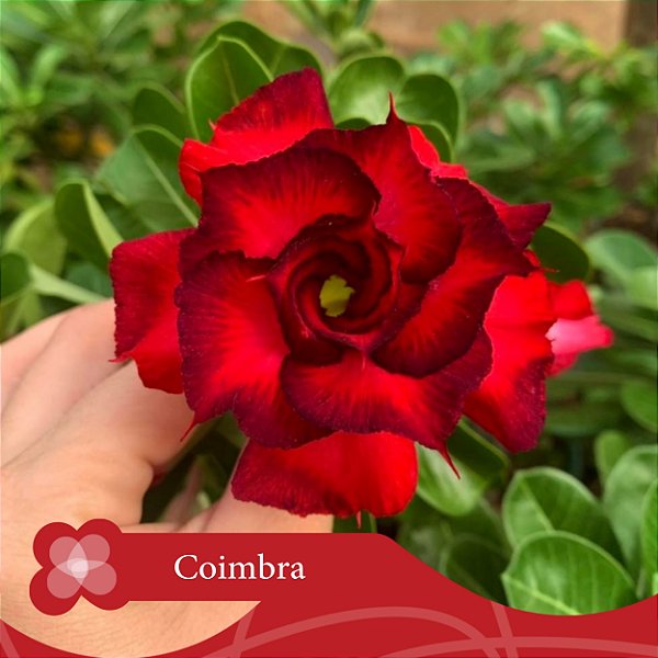 Coimbra  - Enxerto Rosa do Deserto