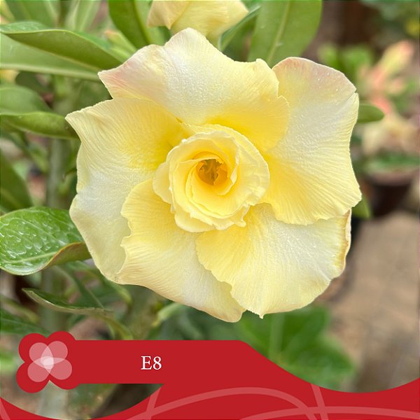 E8 - Enxerto Rosa do Deserto