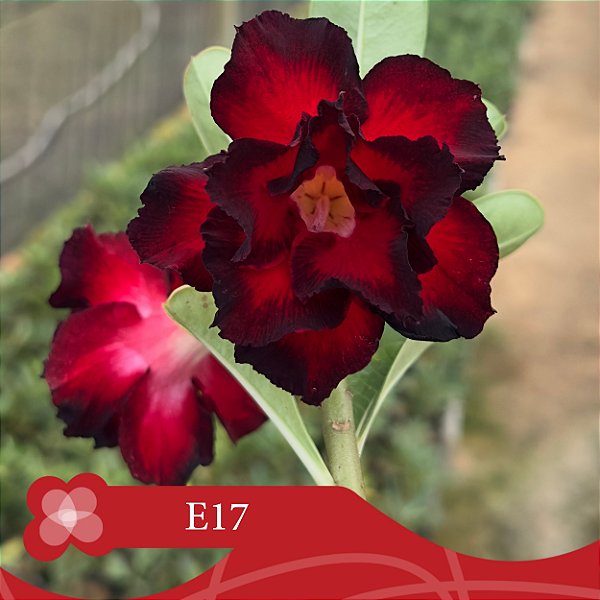 E17 - Enxerto Rosa do Deserto