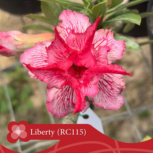 Liberty (RC115) - Enxerto Rosa do Deserto