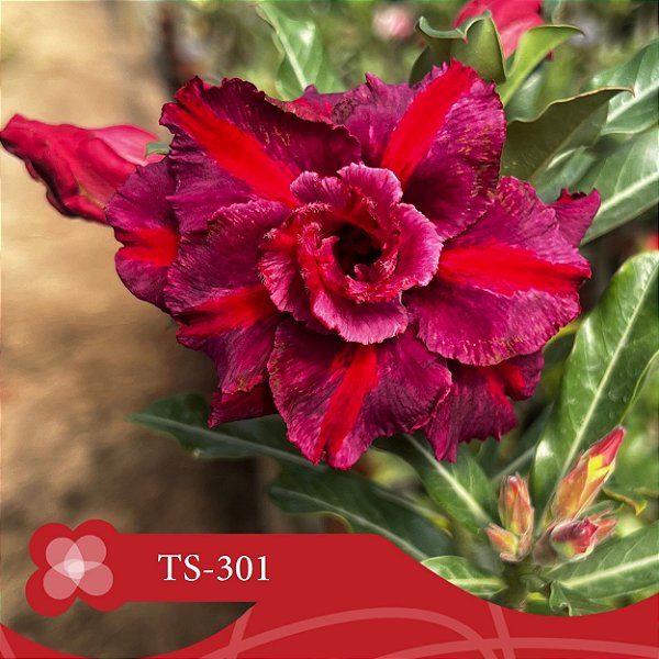 TS 301 - Enxerto Rosa do Deserto