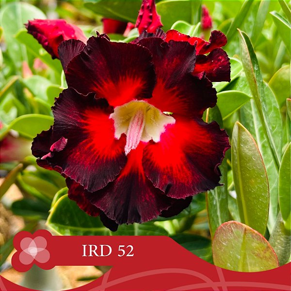 IRD 52 - Enxerto Rosa do Deserto