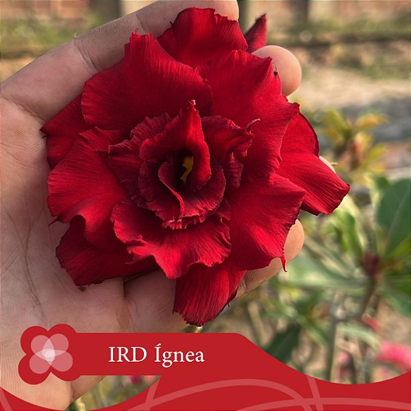 IRD Ígnea - Enxerto Rosa do Deserto