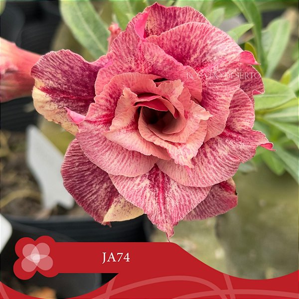 JA74 - Enxerto Rosa do Deserto