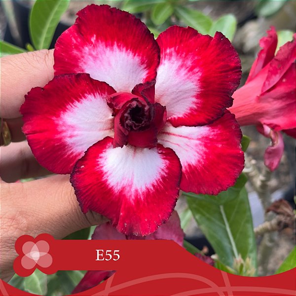 E55 - Enxerto Rosa do Deserto