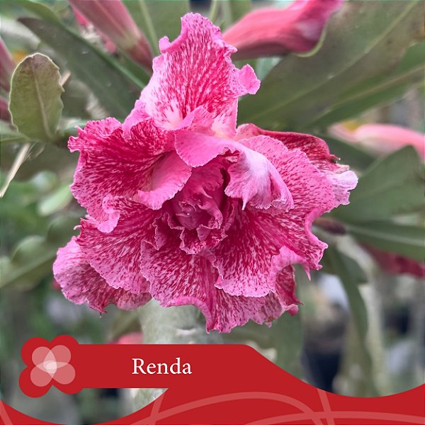 Renda - Enxerto Rosa do Deserto