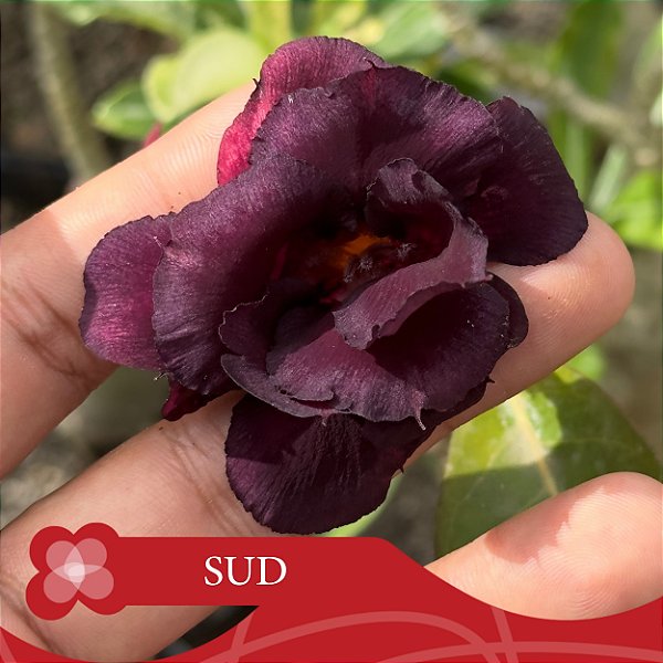 Sud - Enxerto Rosa do Deserto