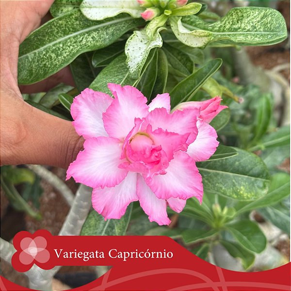 Variegata Capricórnio - Enxerto Rosa do Deserto