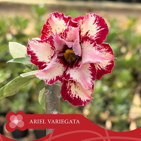 Ariel Variegata - Enxerto Rosa do Deserto