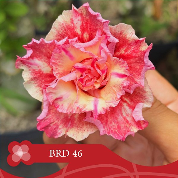 BRD-46 - Enxerto Rosa do Deserto