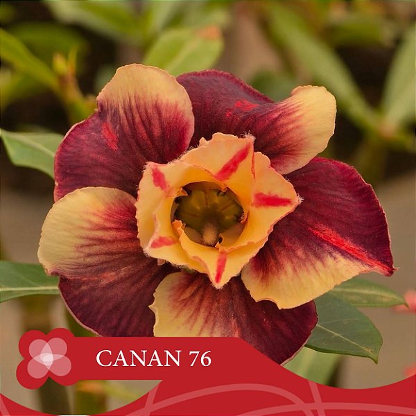 CANAN 76 - Enxerto Rosa do Deserto