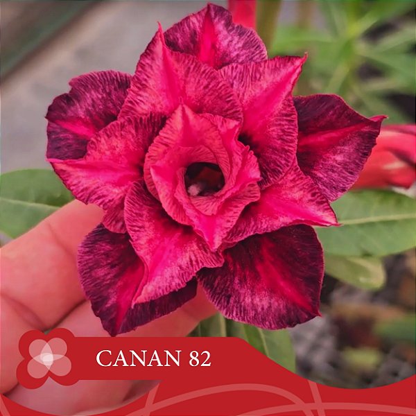 CANAN 82 - Enxerto Rosa do Deserto