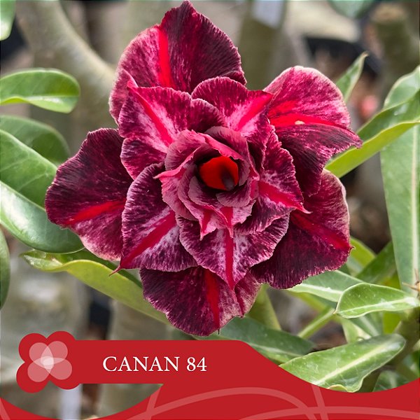 CANAN 84 (Perfumada) - Enxerto Rosa do Deserto
