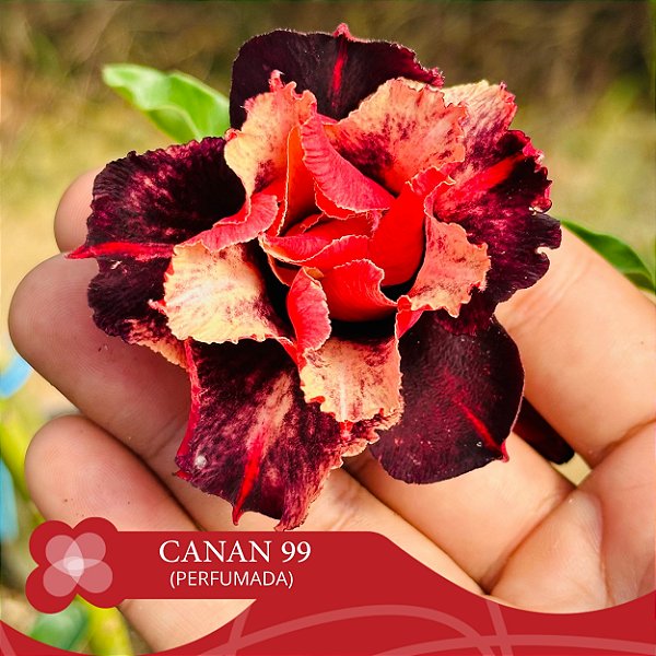CANAN 99 (Perfumada) - Enxerto Rosa do Deserto