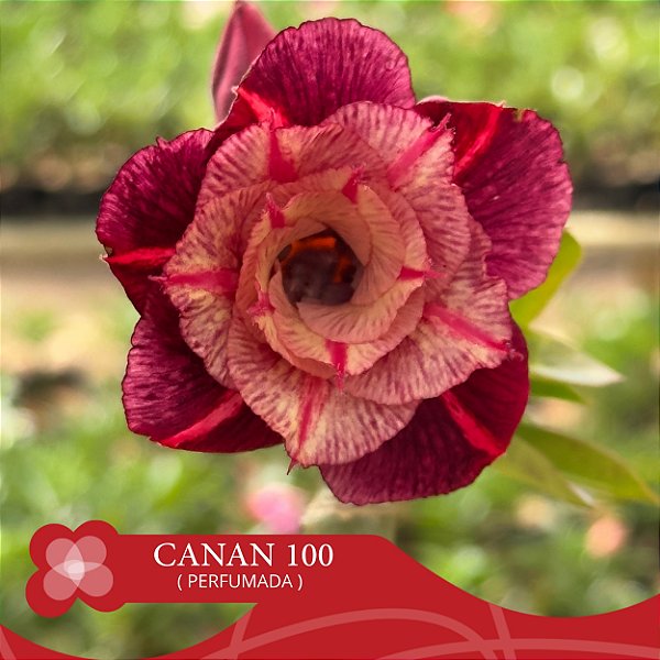 CANAN 100 (Perfumada) - Enxerto Rosa do Deserto